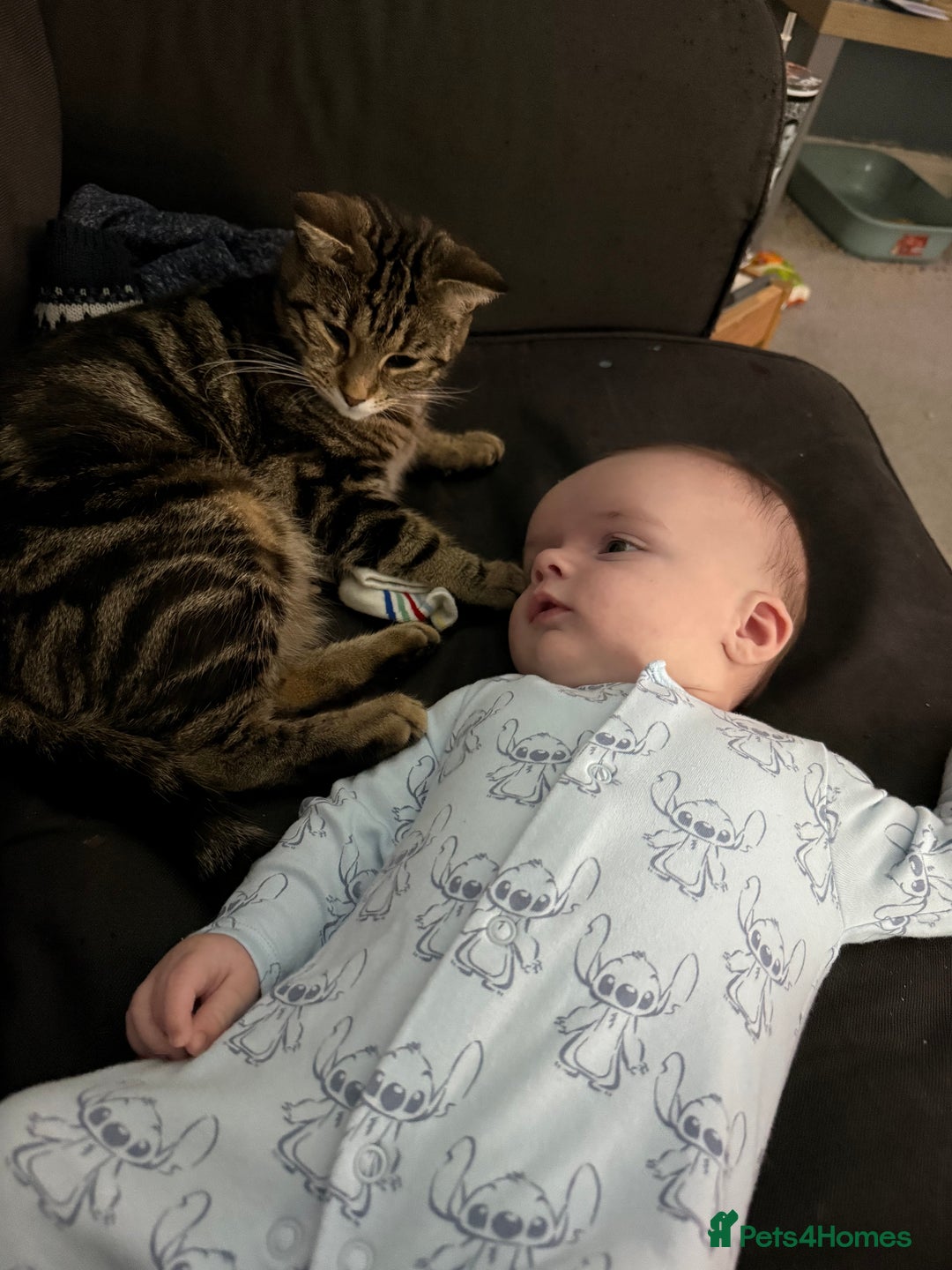 Mixed Breed cats for sale: Male and female Cat - Advert 2