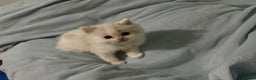 Ragdoll cats for sale: Pure Ragdoll kittens, ready 20th December - Advert 9