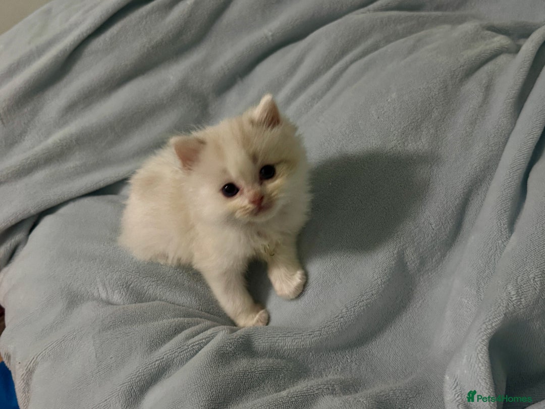 Ragdoll cats for sale: Pure Ragdoll kittens, ready 20th December - Advert 9