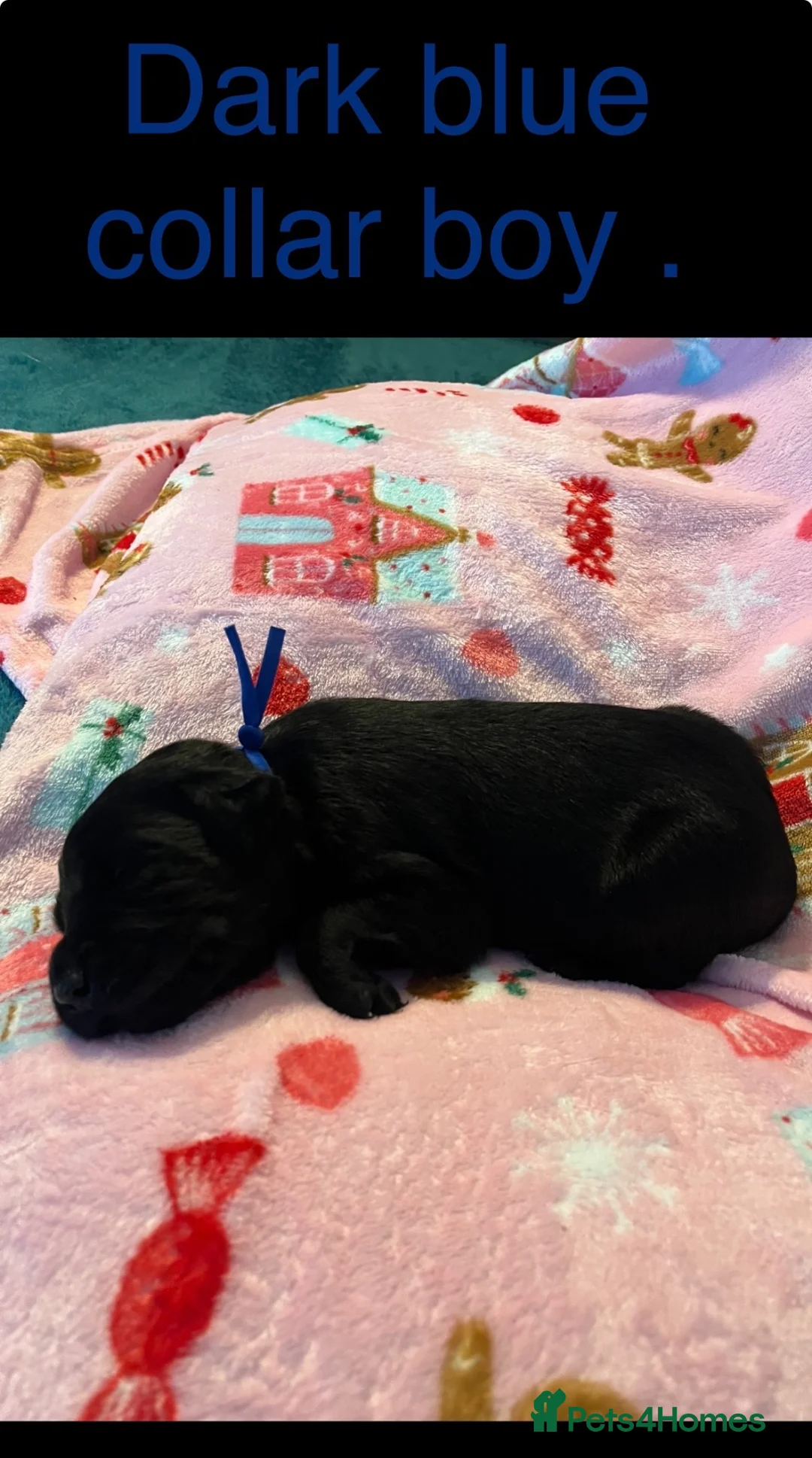 Labrador Retriever dogs for sale: Beautiful Labrador retrievers  - Advert 10