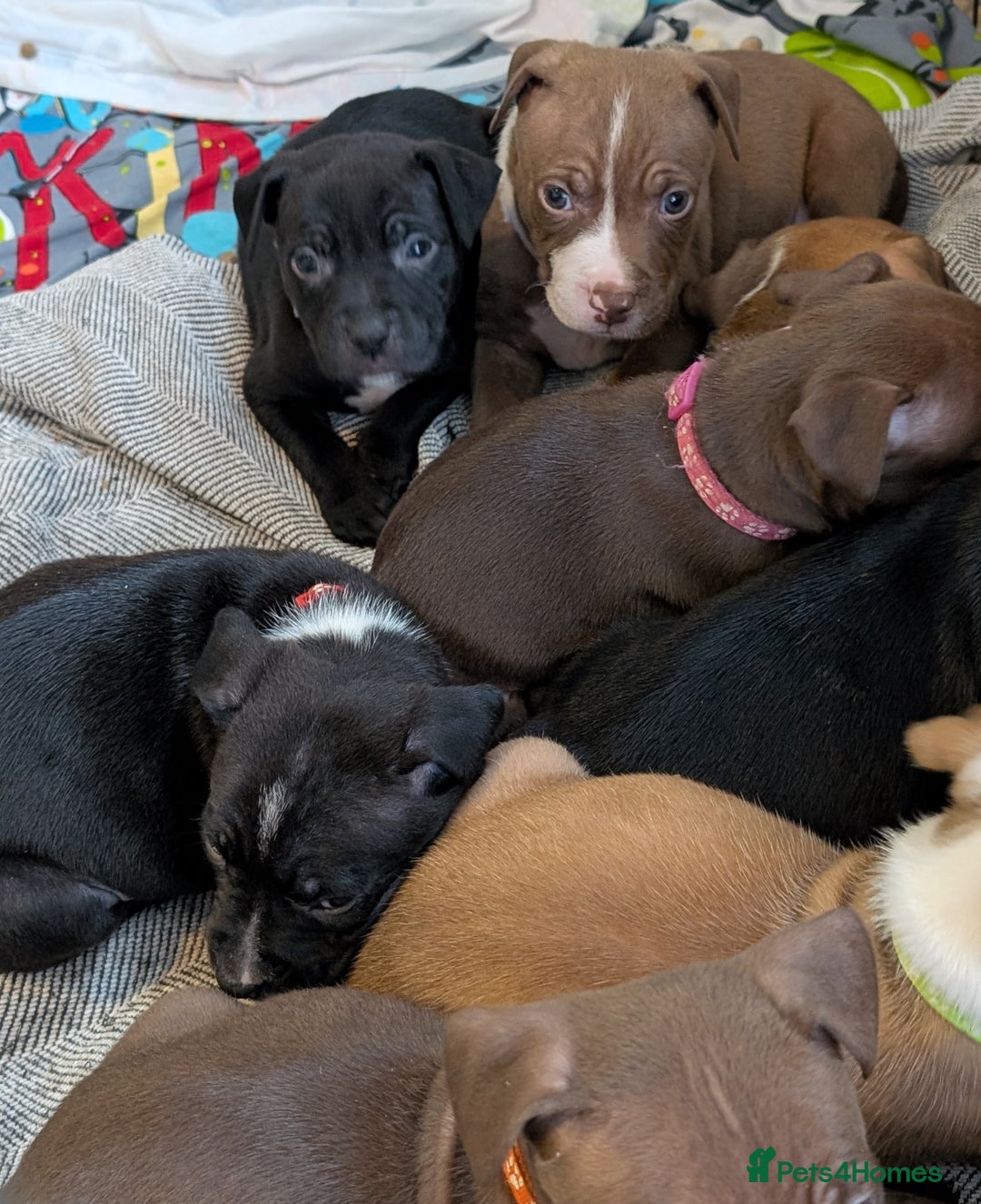 Mixed Breed dogs for sale: Beautiful American bulldog x staffie puppies  - Image 8