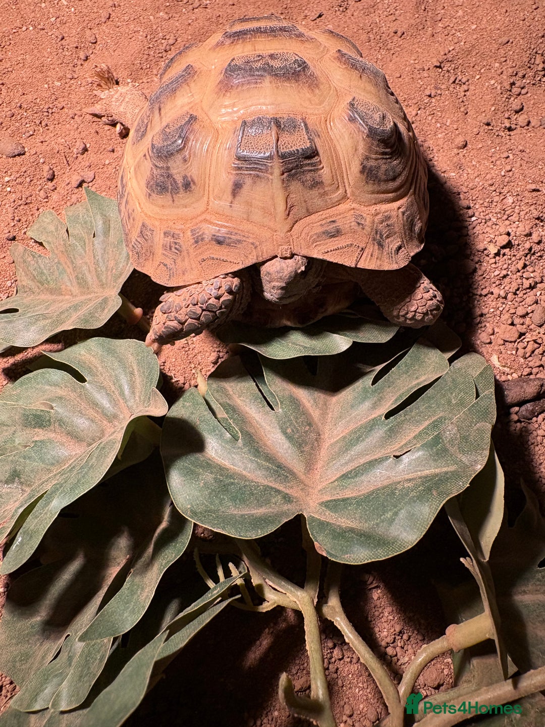 Tortoise reptiles for sale: Horsefield tortoise  - Advert 3