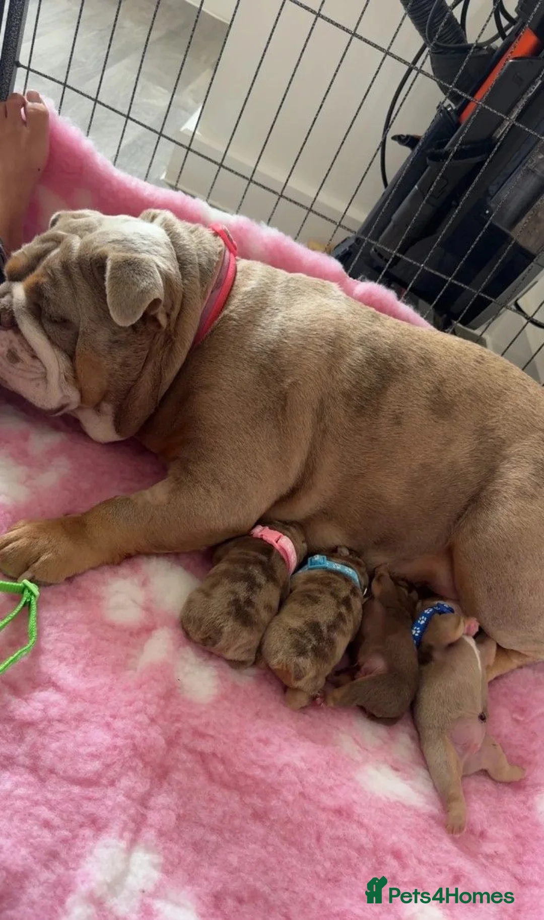 English Bulldog dogs for sale: Stunning English Bulldog Puppies  - Advert 6