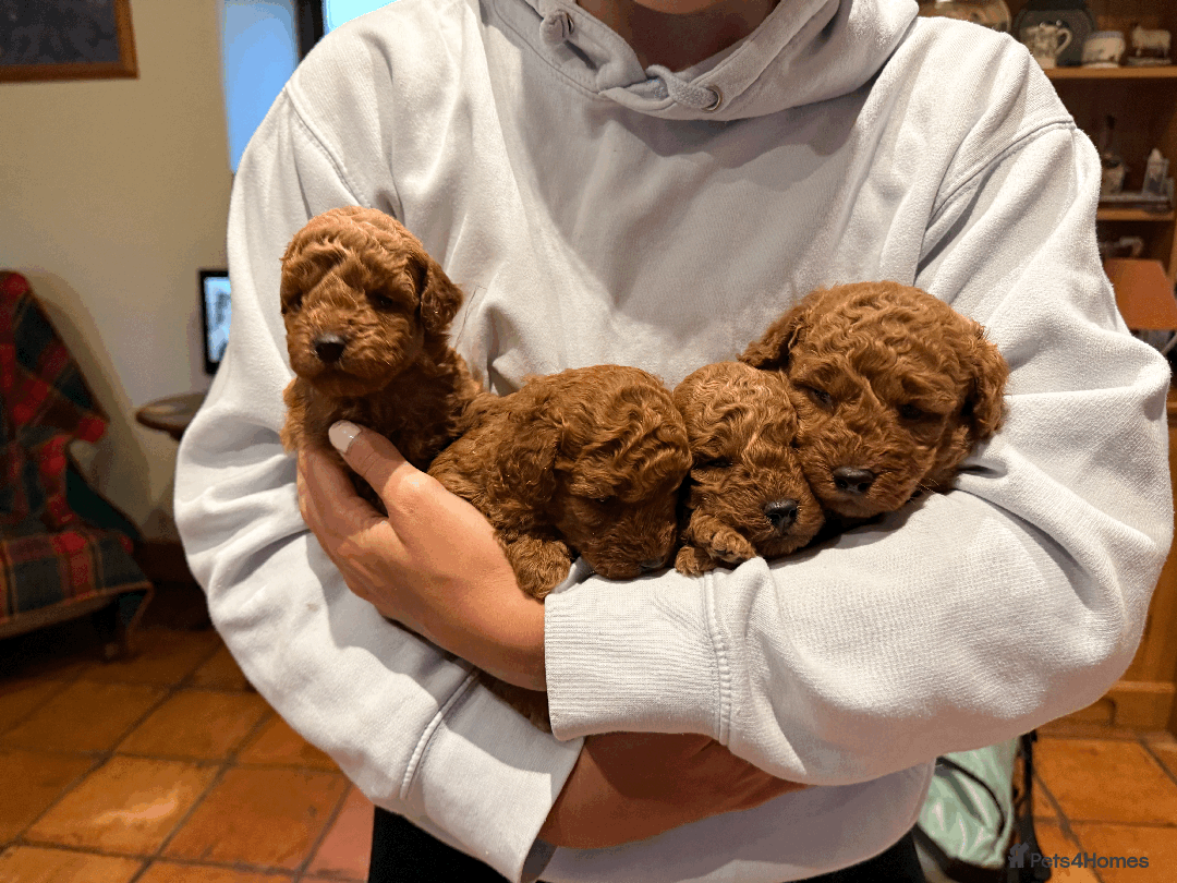 Miniature Poodle dogs for sale: Pedigree KC Registered Miniature Poodle Pups  - Advert 12