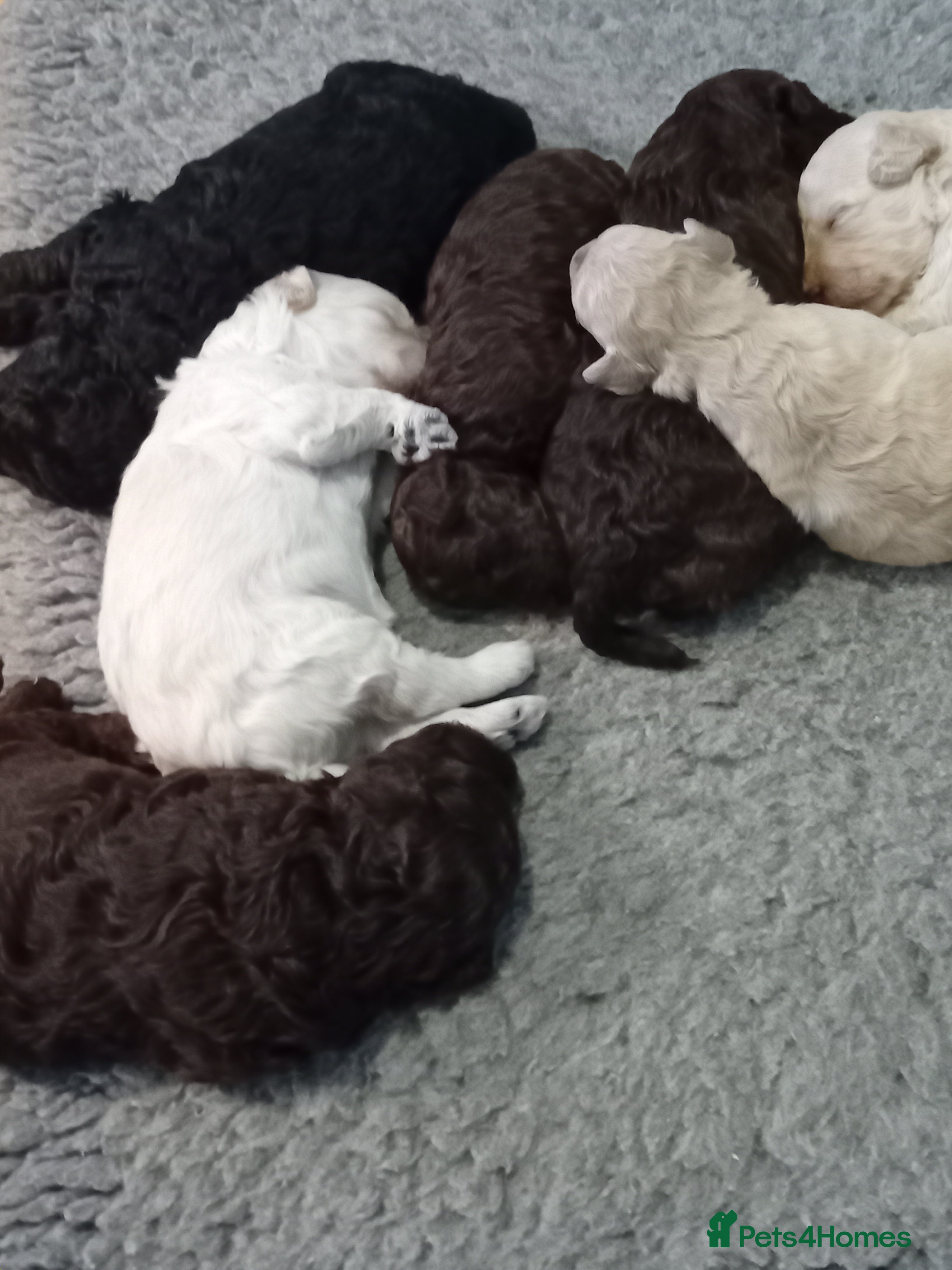 Mini Goldendoodle dogs Gorgeous Miniature Double Doodle puppies  - Advert 5