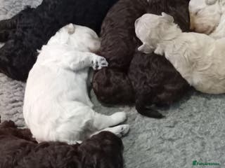 Mini Goldendoodle dogs Gorgeous Miniature Double Doodle puppies - Advert 5