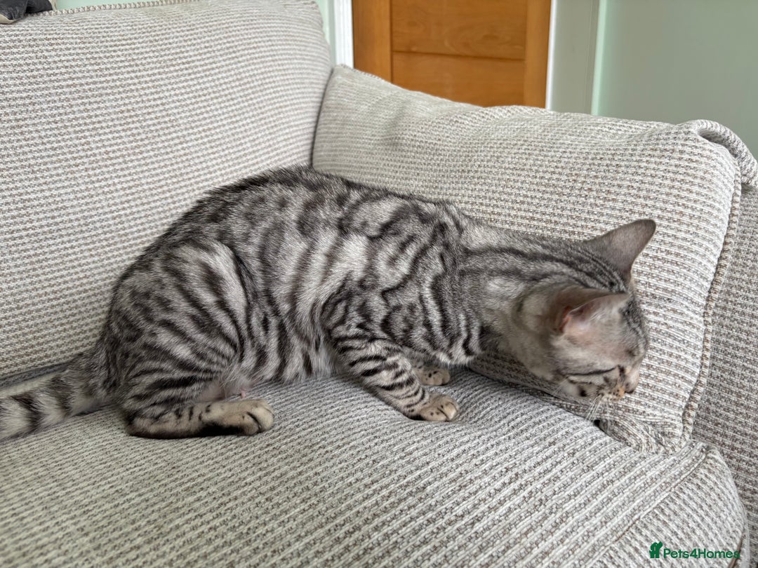 Toyger cats for sale: Superb rare silver Toyger girl  - Image 23