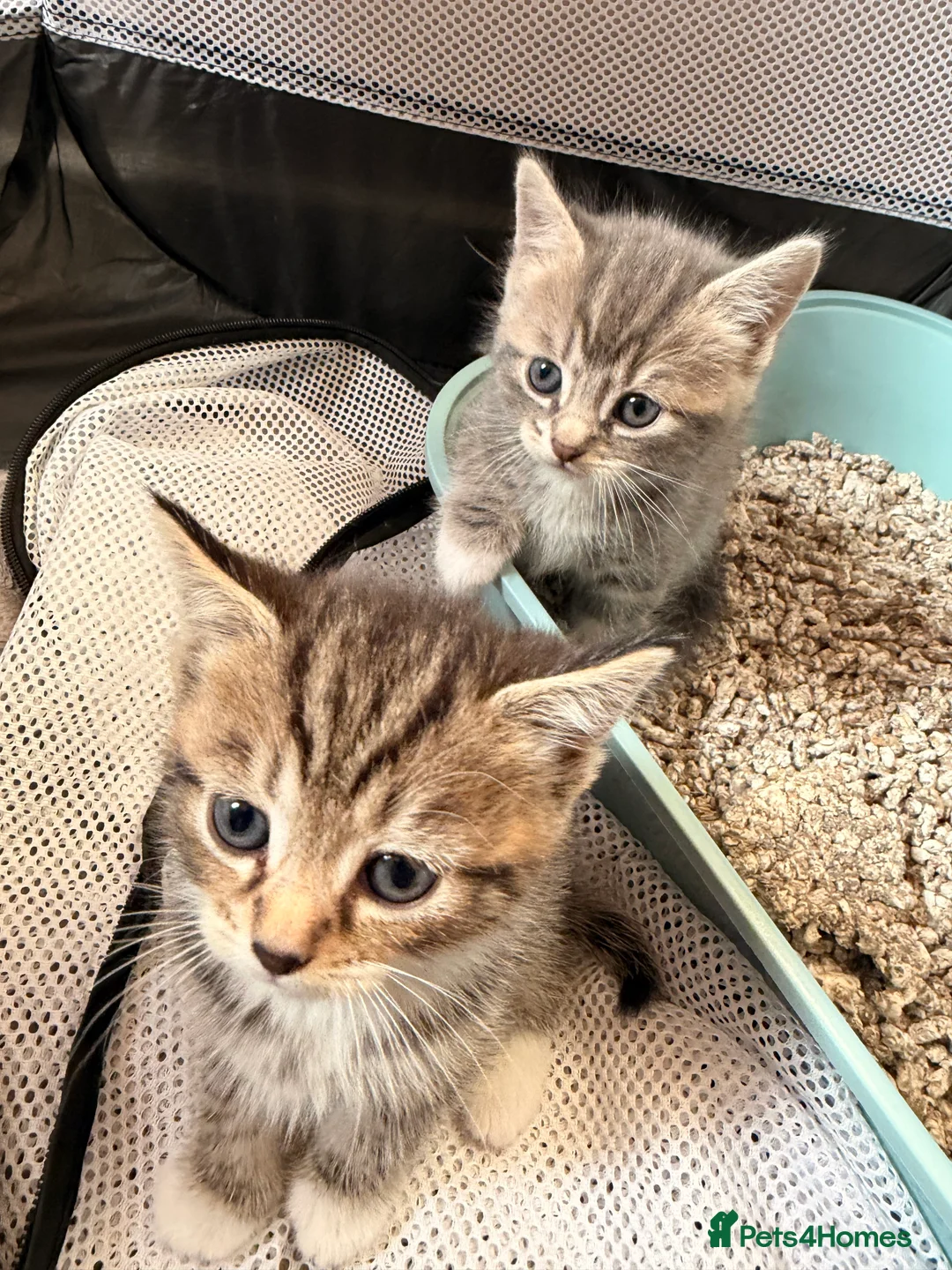 Mixed Breed cats for sale: British shorthair x Bengal kittens available  in Stoke-on-Trent - Advert 2