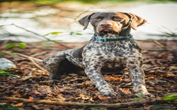 German Shorthaired Pointer dogs for stud: KC Registered German Shorthaired Pointer at Stud in Liverpool - Image 3