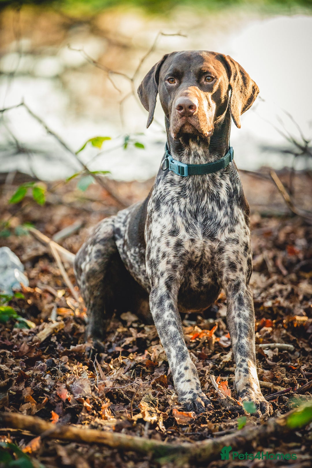 German Shorthaired Pointer dogs for stud: KC Registered German Shorthaired Pointer at Stud in Liverpool - Image 3