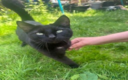 Domestic Shorthair cats for sale: Beautiful kittens ready for their forever homes ❤️ - Image 6