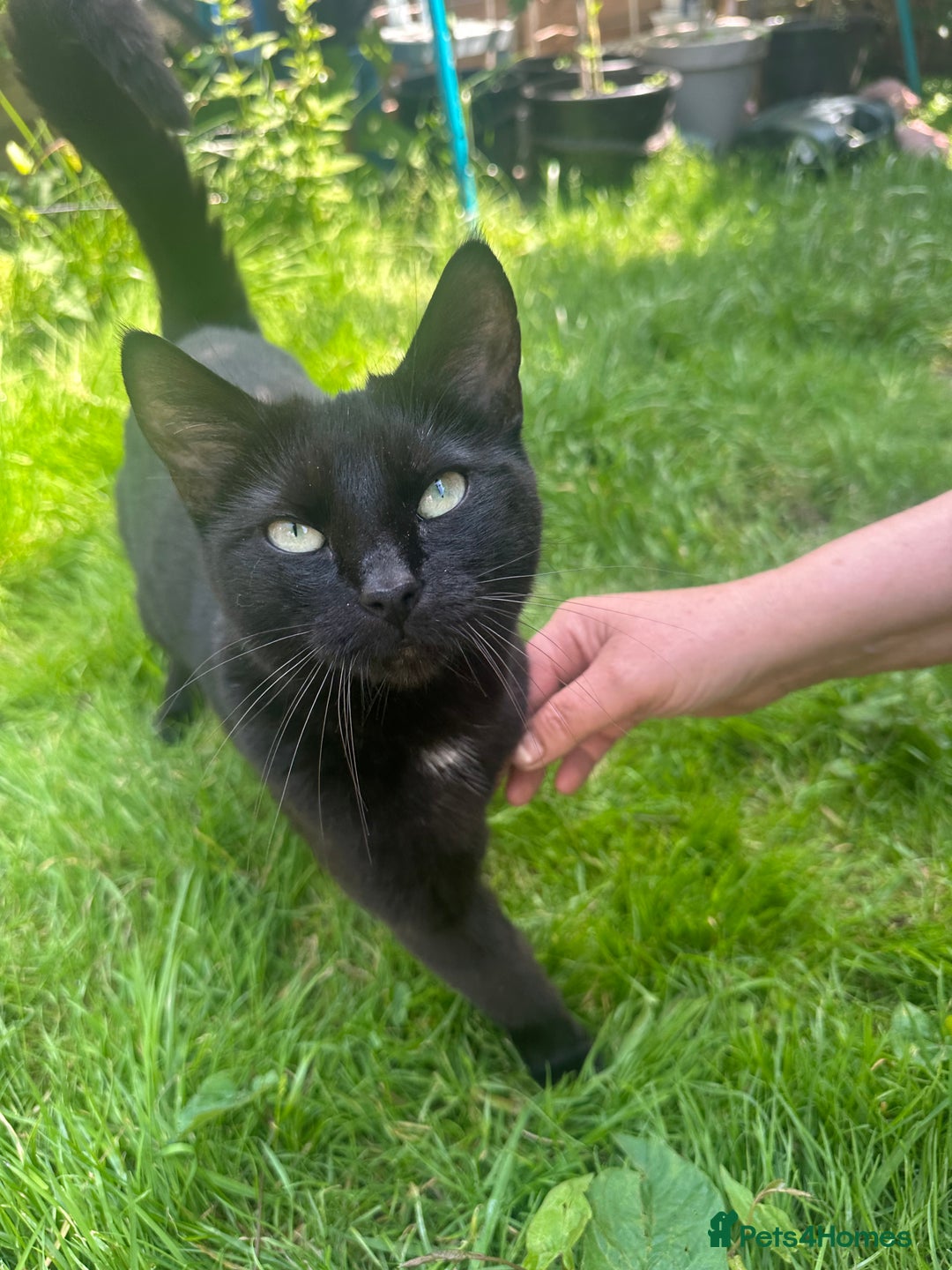 Domestic Shorthair cats for sale: Beautiful kittens ready for their forever homes ❤️ - Image 6