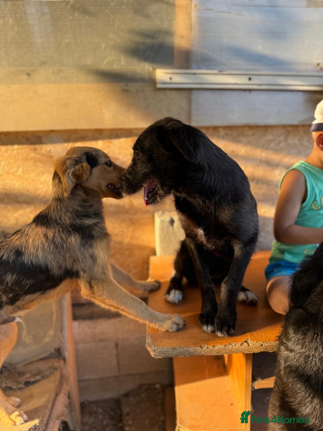 Mixed Breed dogs for adoption: LIA - a Beautiful young Girl, for a Loving Home - Image 19