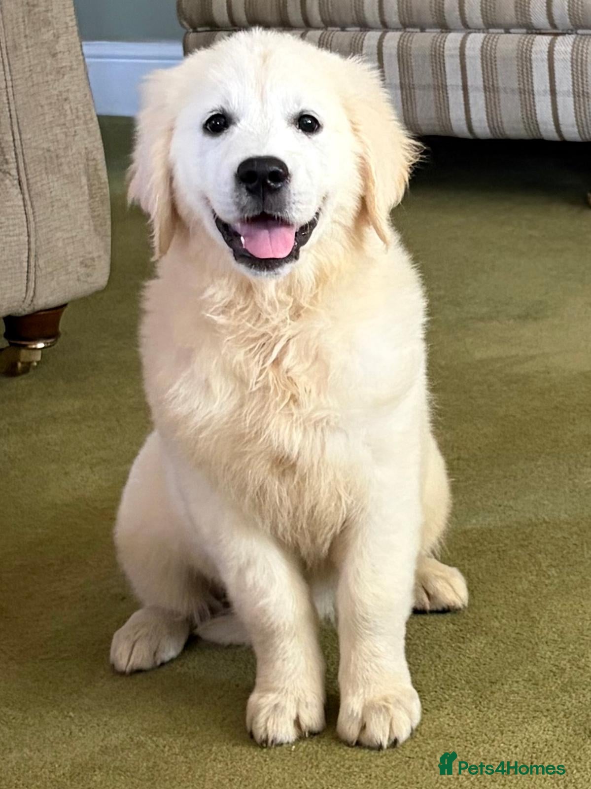 Golden Retriever dogs Lovely chunky cream puppies  - Advert 2