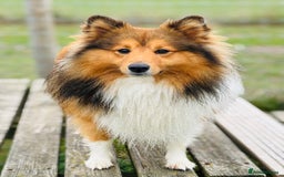 Shetland Sheepdog dogs for stud: Beautiful sable Shetland sheepdog for stud  - Advert 10