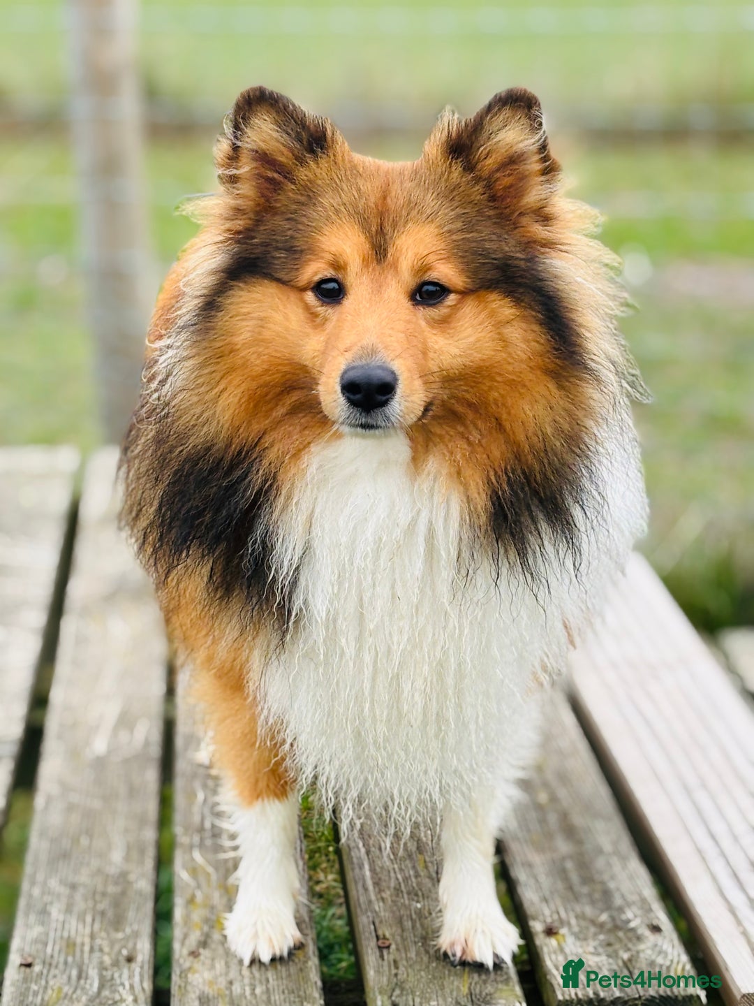 Shetland Sheepdog dogs for stud: Beautiful sable Shetland sheepdog for stud  - Advert 10