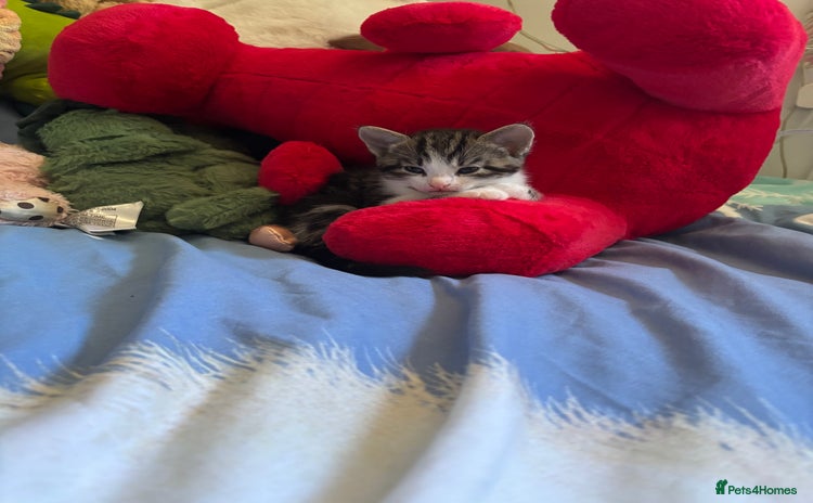 Mixed Breed cats - Advert 1