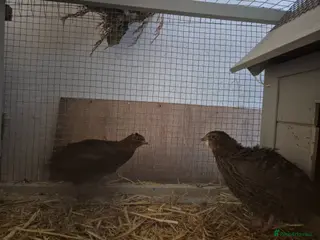 Quail poultry Two Male quails - Advert 1