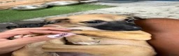 Whippet dogs for sale: WHIPPET PUPPIES  - Advert 38
