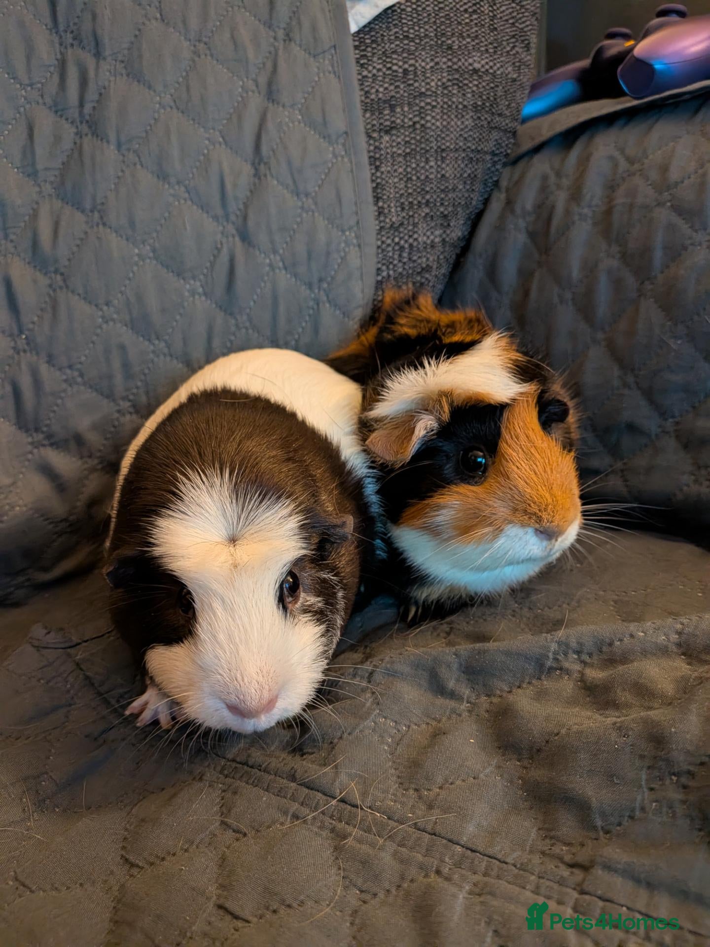 Guinea Pig rodents 2 Female Guinea Pigs FREE(READ DESC) - Advert 15
