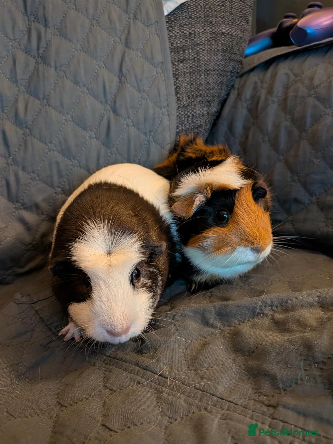 Guinea Pig rodents for sale: 2 Female Guinea Pigs FREE(READ DESC) - Advert 1