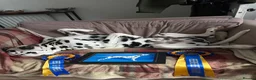 Dalmatian dogs for stud: KC Reg Dalmatian for stud  - Advert 5