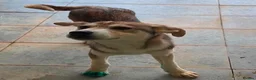 Mixed Breed dogs for adoption: Dino  - Advert 4