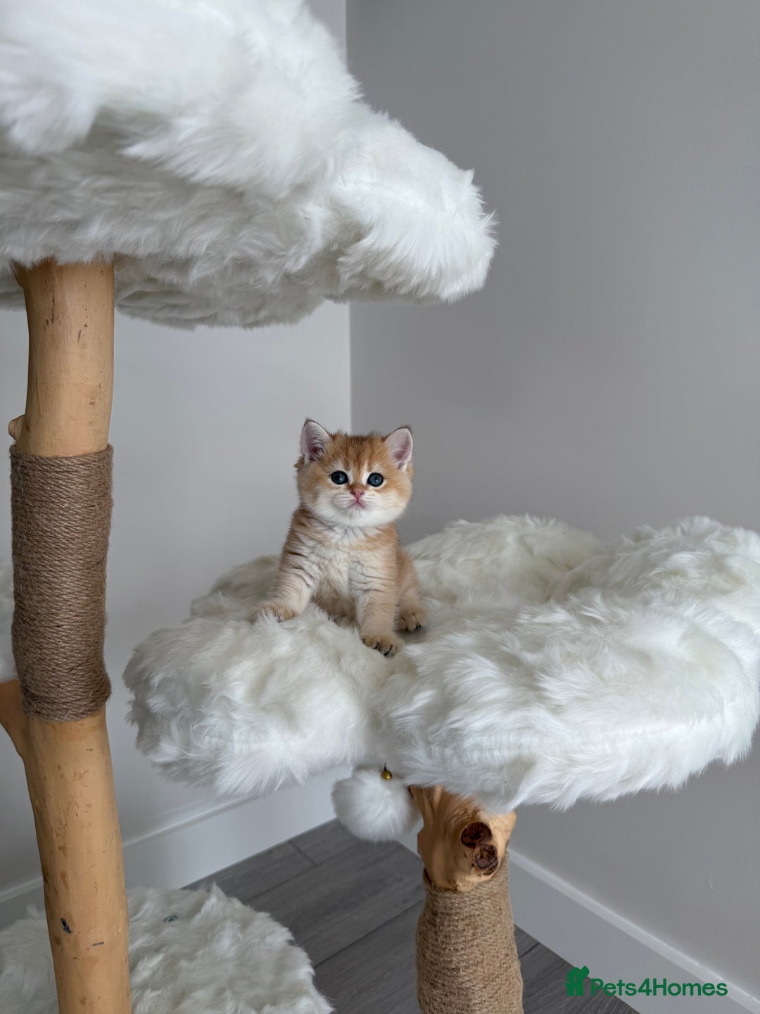 British Shorthair cats for sale: Golden Blue British Shorthair kittens  - Image 9