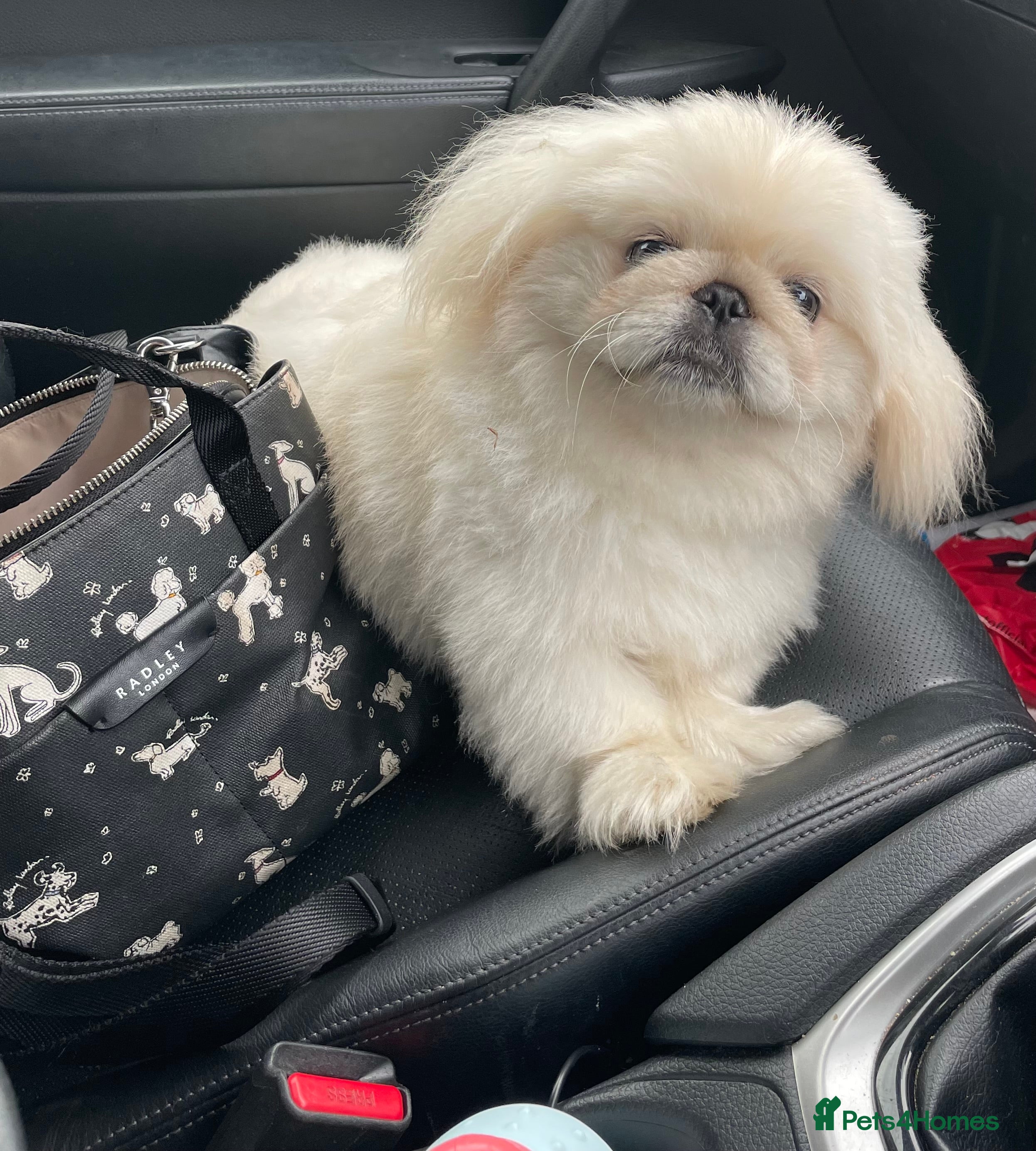 Pekingese dogs 4 Year old Female KC registered  - Advert 5