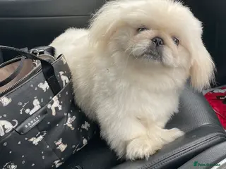 Pekingese dogs 4 Year old Female KC registered - Advert 5