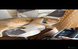 British Shorthair cats for sale: British shorthair  - Image 4