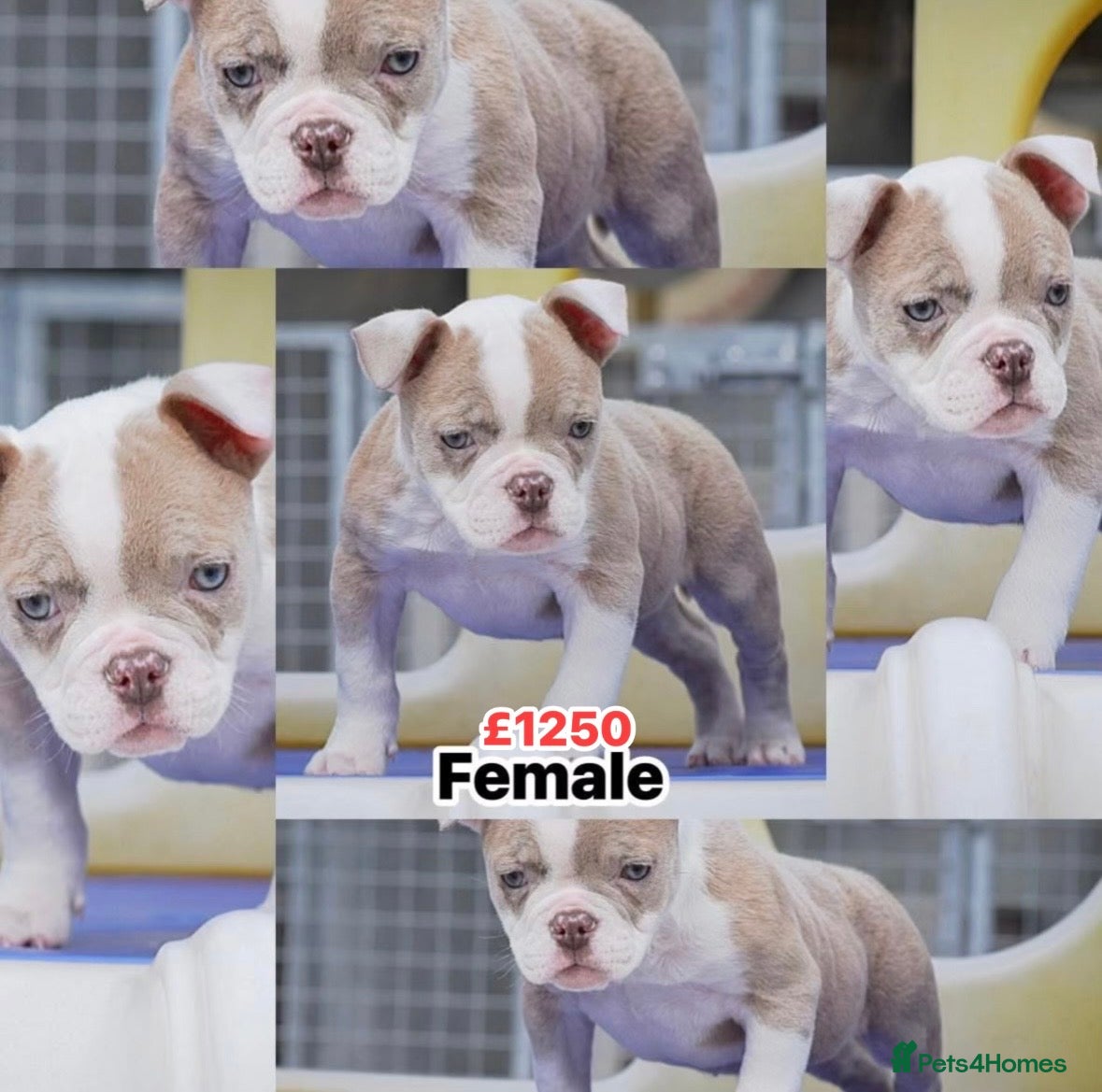 Olde English Bulldogge dogs 23❤️YEARS❤️5⭐️RATED❤️LICENSED❤️PROFESSIONALS❤️ - Advert 1