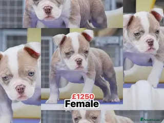 Olde English Bulldogge dogs 23❤️YEARS❤️5⭐️RATED❤️LICENSED❤️PROFESSIONALS❤️ - Advert 1