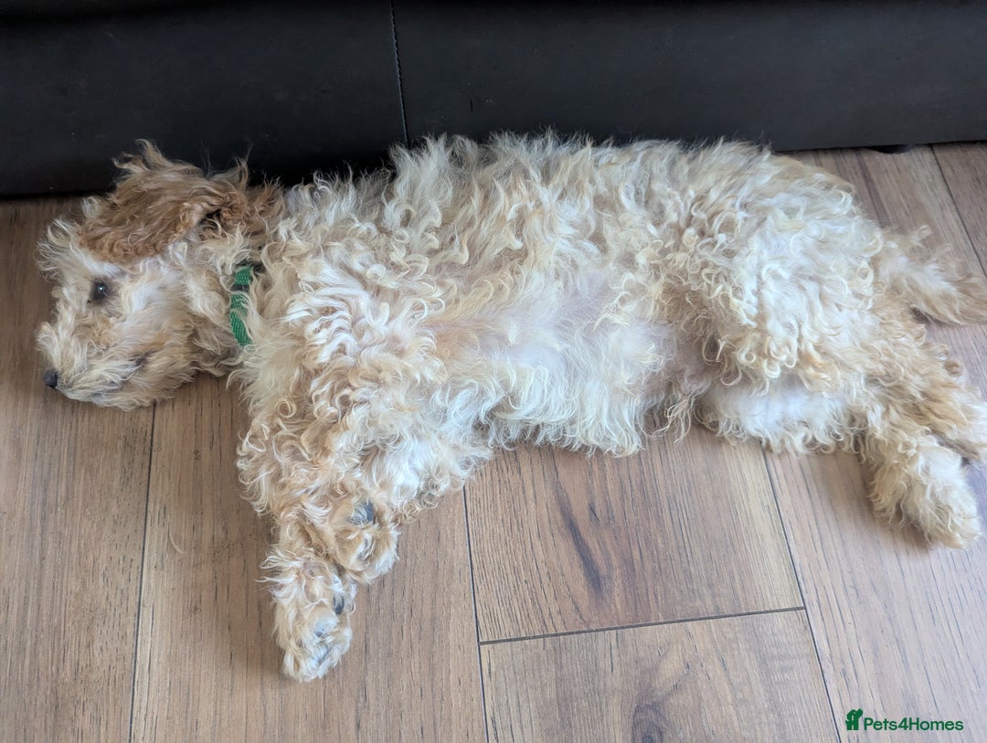 Poodle dogs for sale: ⭐ READY⭐ Reduced Adorable poodles puppies  in Margate - Image 16