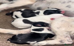 Mixed Breed dogs for sale: Jack Russell cross Yorkshire terrier puppies  - Image 11