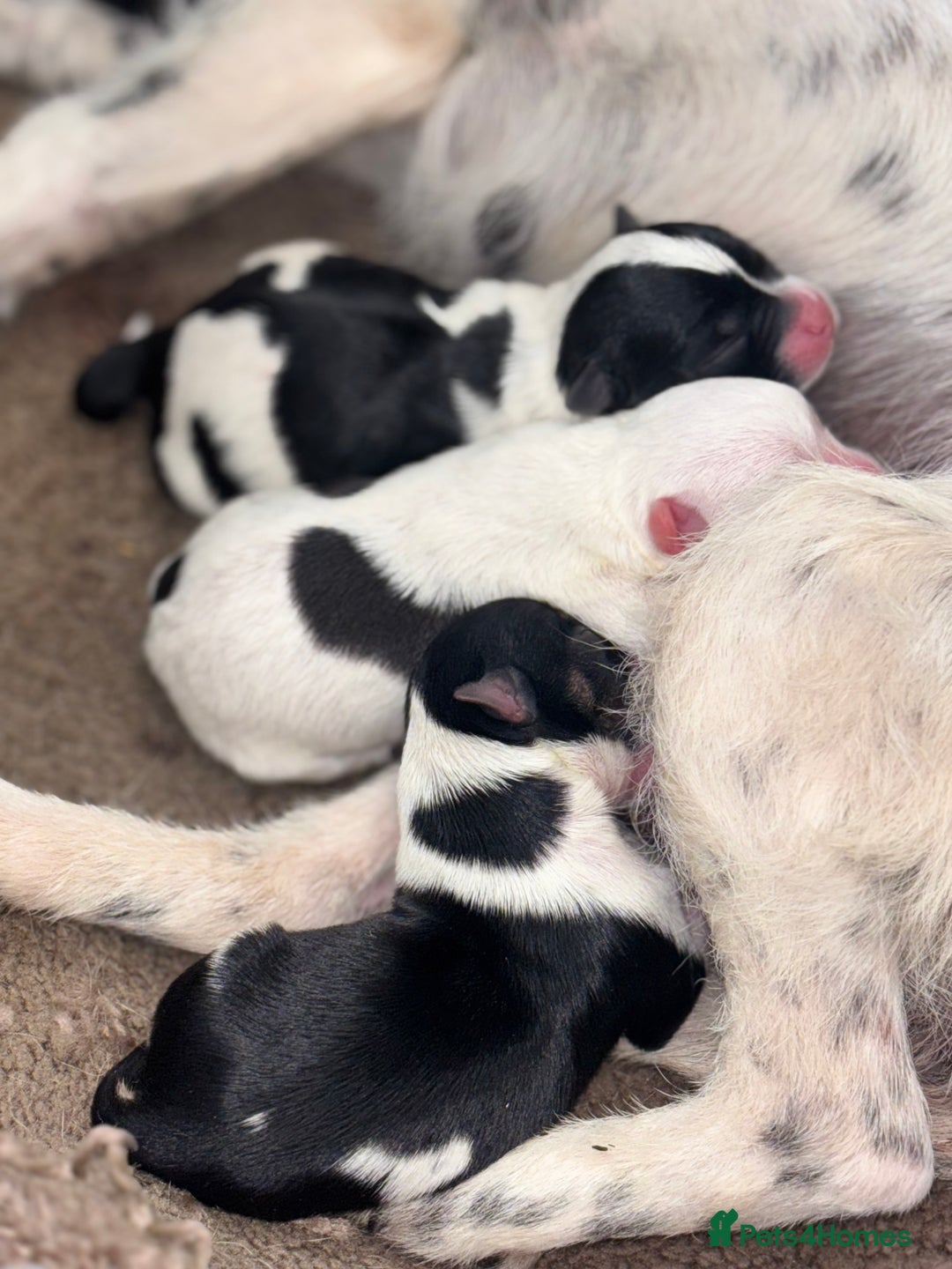 Mixed Breed dogs for sale: Jack Russell cross Yorkshire terrier puppies  - Image 11