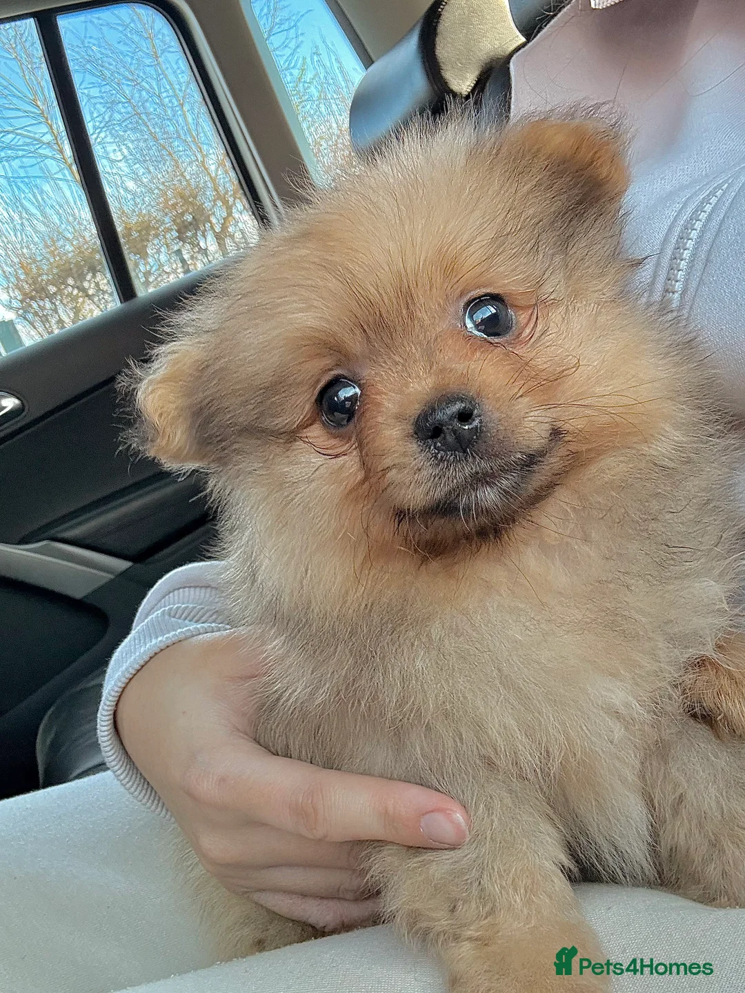 Pomeranian dogs for sale: Teddy face Pomeranian  - Advert 8