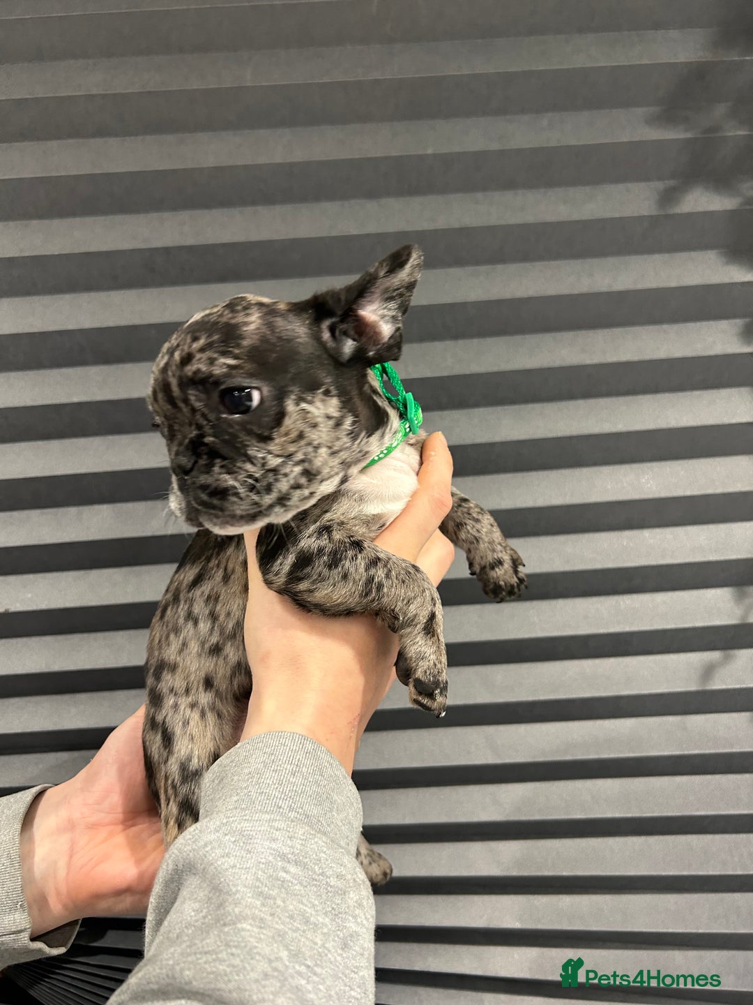 French Bulldog dogs for sale: French Bulldog Puppies for sale  - Advert 10