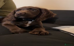 Cocker Spaniel dogs for sale: A beautiful chocolate cocker spaniel girl - Image 5