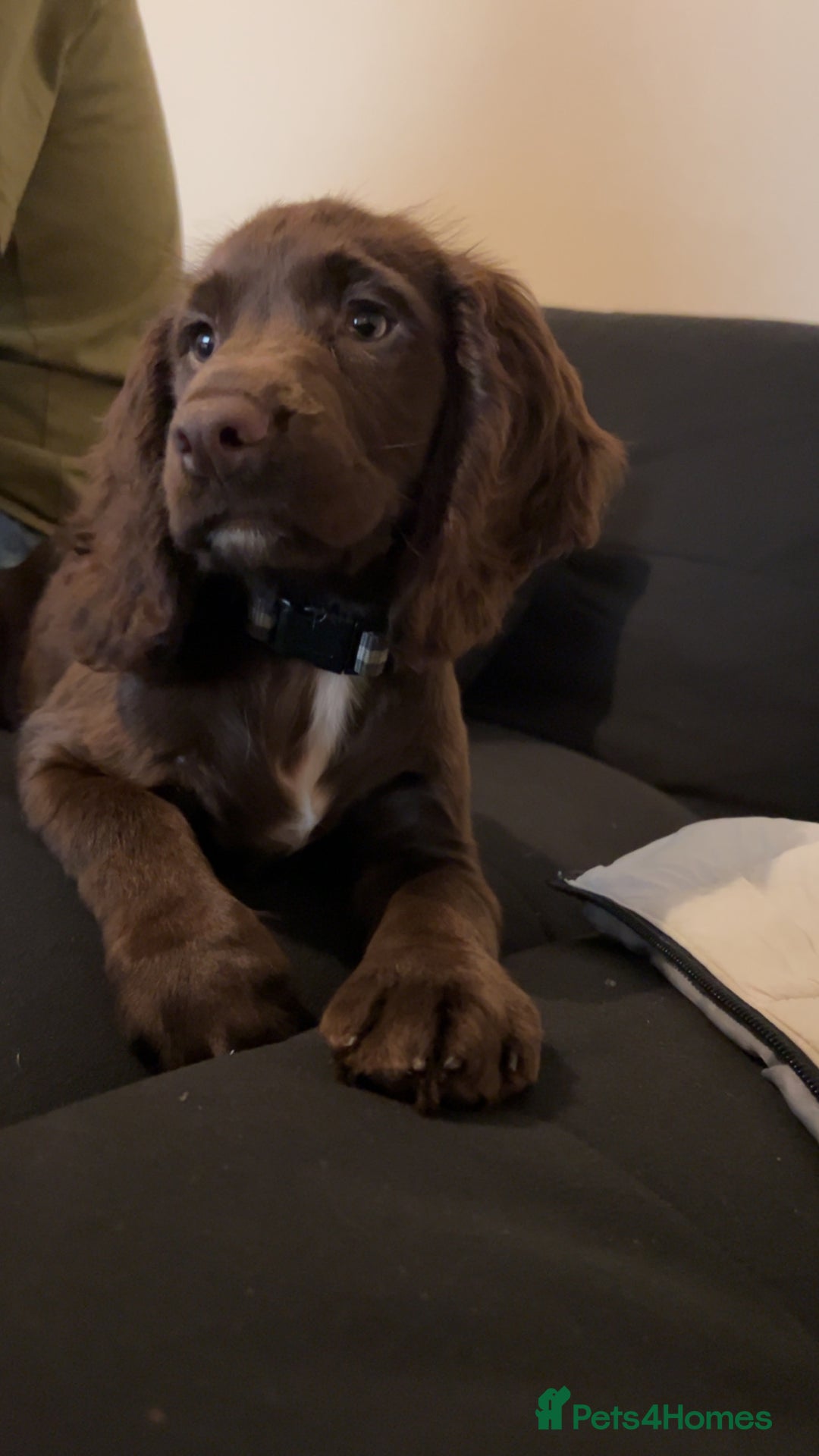 Cocker Spaniel dogs for sale: A beautiful chocolate cocker spaniel girl - Image 5