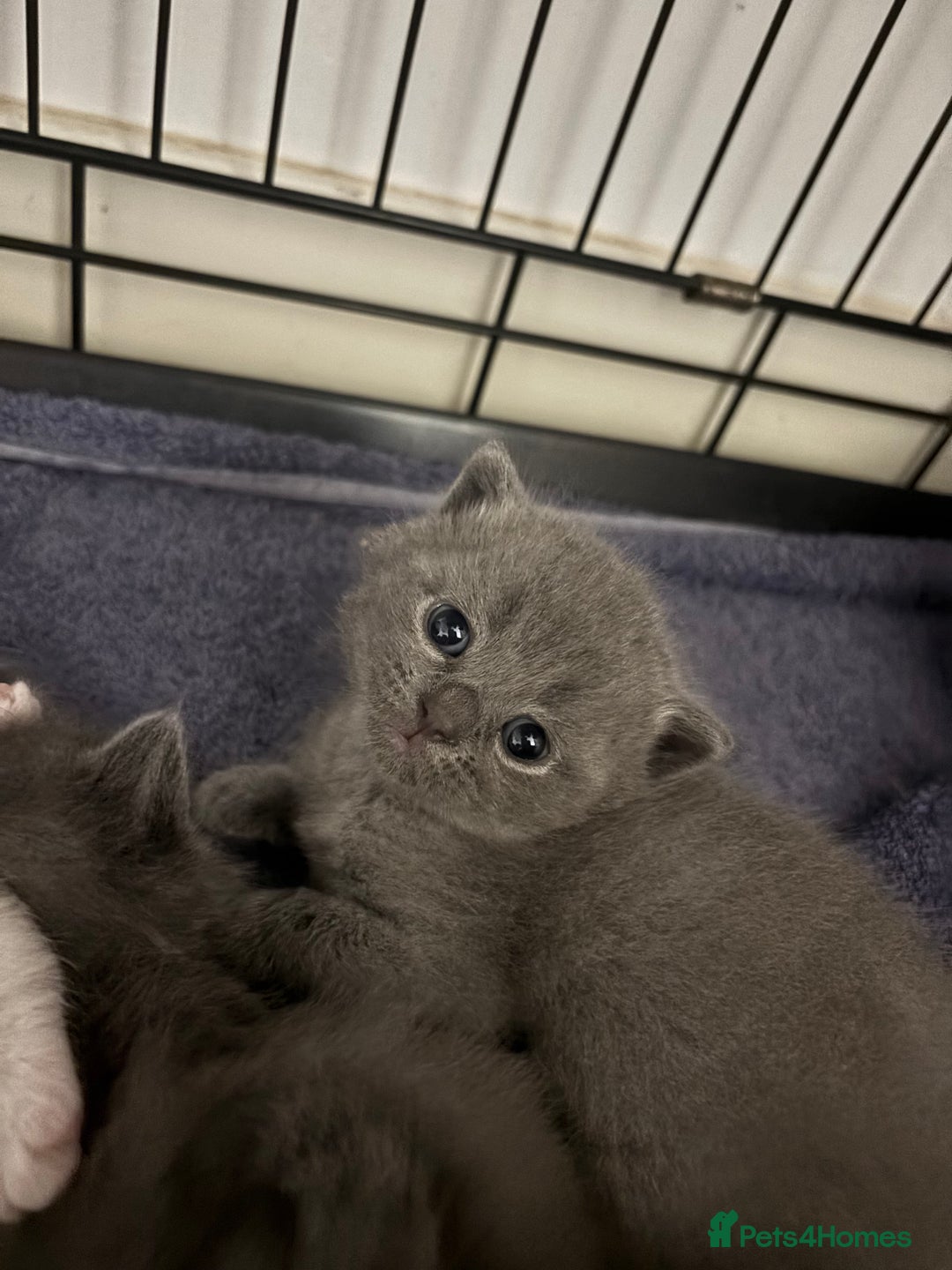 British Shorthair cats for sale: British shorthair kittens  - Image 21