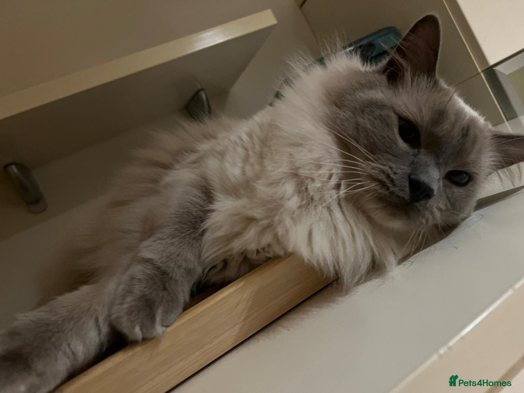 Ragdoll cats for sale: Two beautiful Ragdoll Cats for a New Loving Home - Image 12