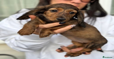 Miniature Dachshund dogs Miniature long hair dachshunds - Advert 4