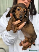 Miniature Dachshund dogs Miniature long hair dachshunds - Advert 4