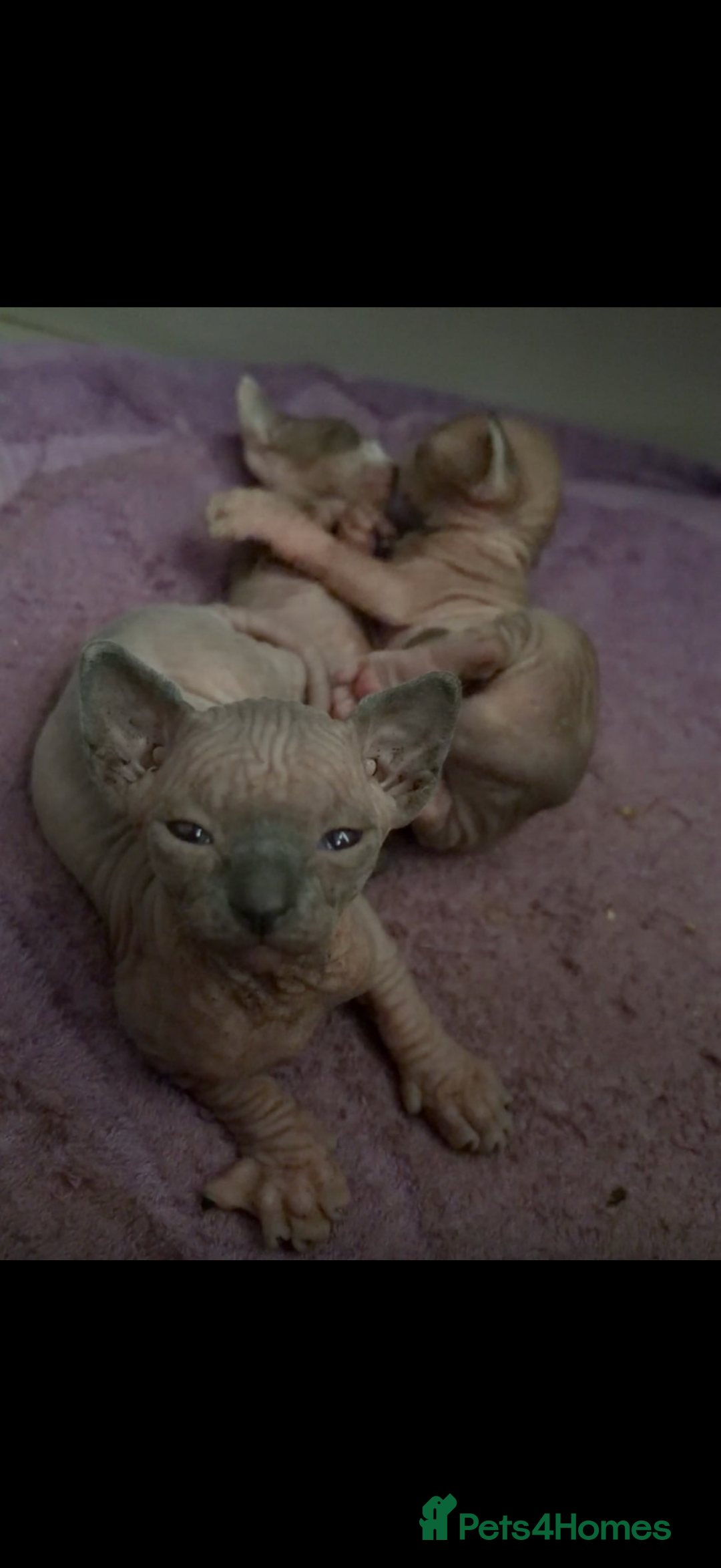 Sphynx cats for sale: beautiful sphynx kittens for sale   - Advert 1