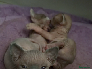 Sphynx cats beautiful sphynx kittens for sale - Advert 2