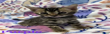 Bengal Kitten Purple