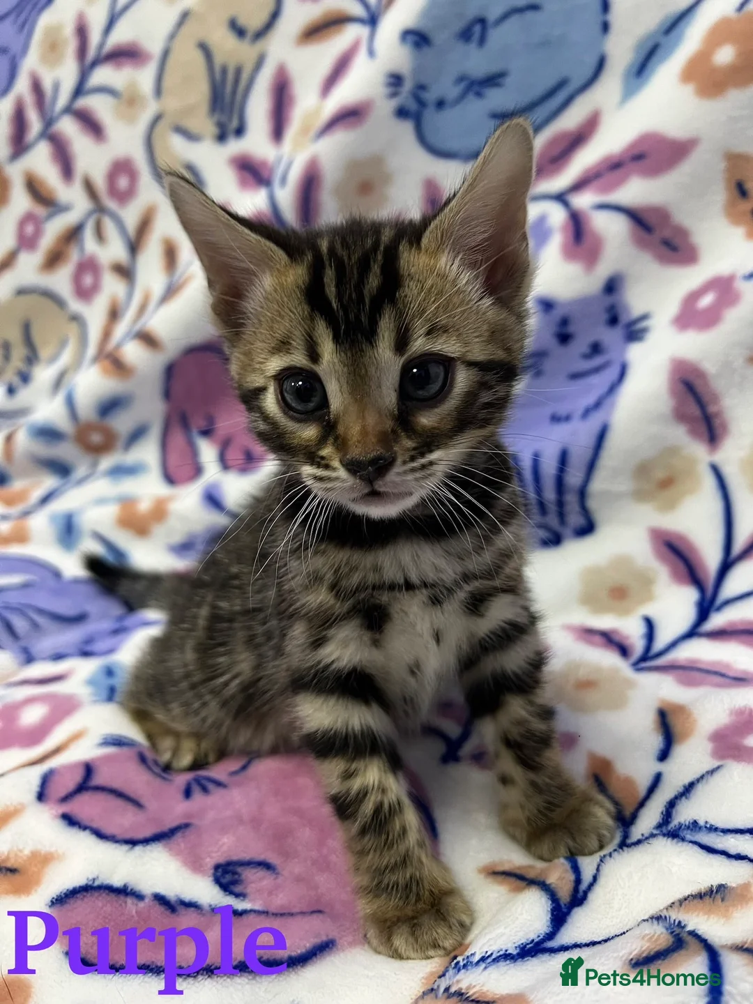 Bengal cats for sale: TICA Registered Pure Pedigree Bengal Kittens - Advert 2