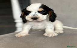Cocker Spaniel dogs for sale: Health tested cocker spaniel pups  - Image 4