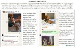 Labrador Retriever dogs for sale: Red Fox Labs : Health Checked-KC Reg-FTCH Pedigree - Image 21